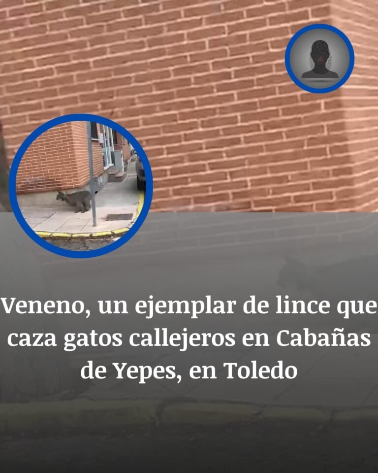 Cabañas de Yepes: Veneno, El Lince Que Entró Al Pueblo