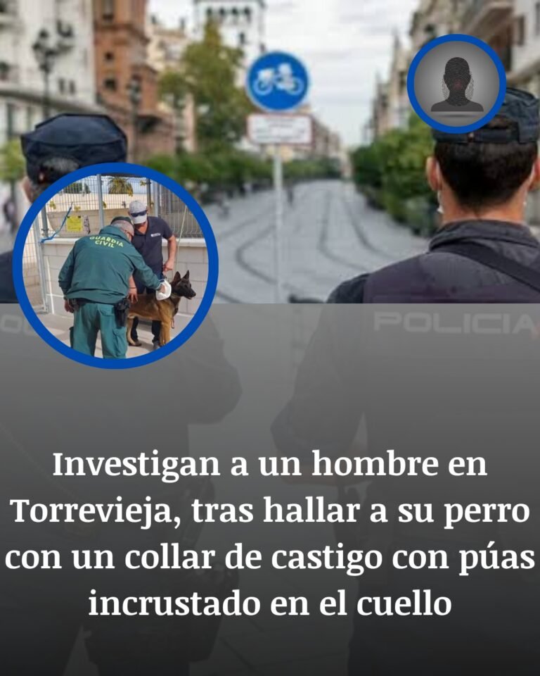 Torrevieja: El Perro Herido Por Un Collar De Púas Incrustado En El Cuello