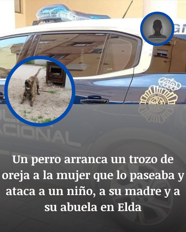 Un perro arranca parte de la oreja a una mujer y desata una secuencia de ataques en Elda