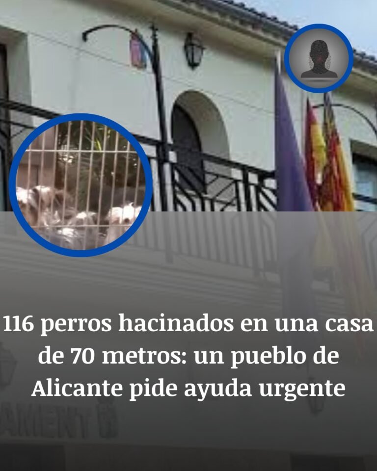 116 perros hacinados en una casa de 70 metros en Confrides: el pueblo no puede sacarlos solo