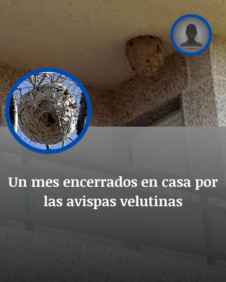 Un mes encerrados en Coruxo por nidos gigantes de avispa velutina junto a sus casas