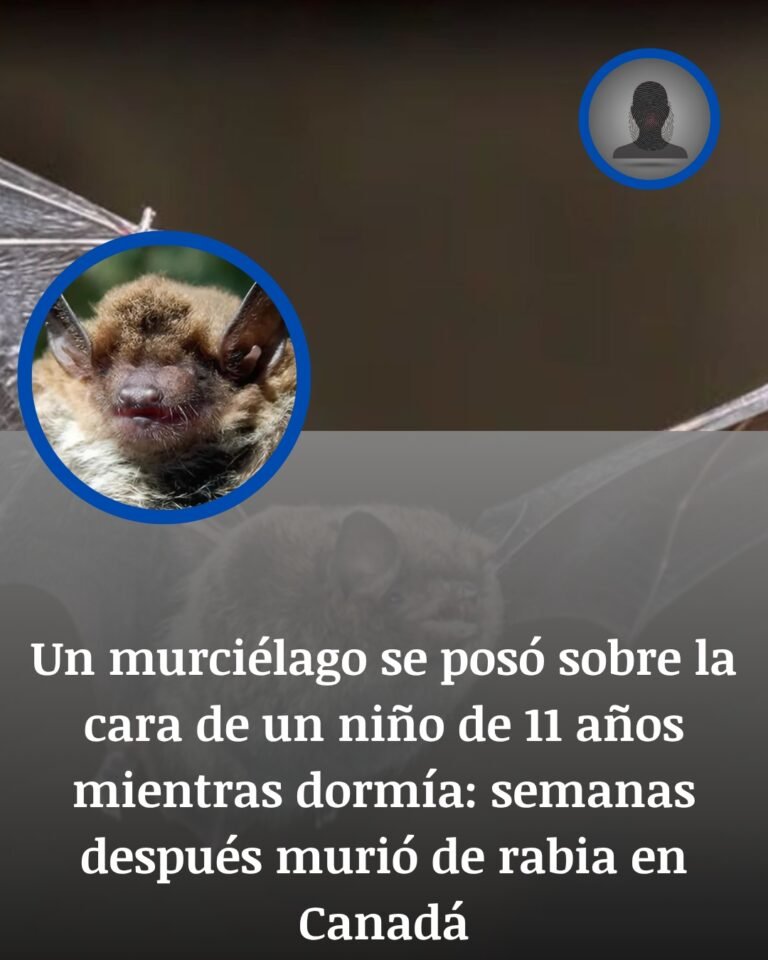 Murió de rabia tras dormir con un murciélago sobre la cara: el caso que ha estremecido a Canadá