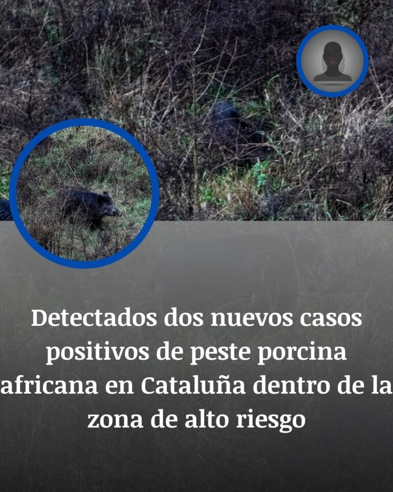 Dos nuevos positivos de peste porcina africana elevan a 375 los casos en Cataluña