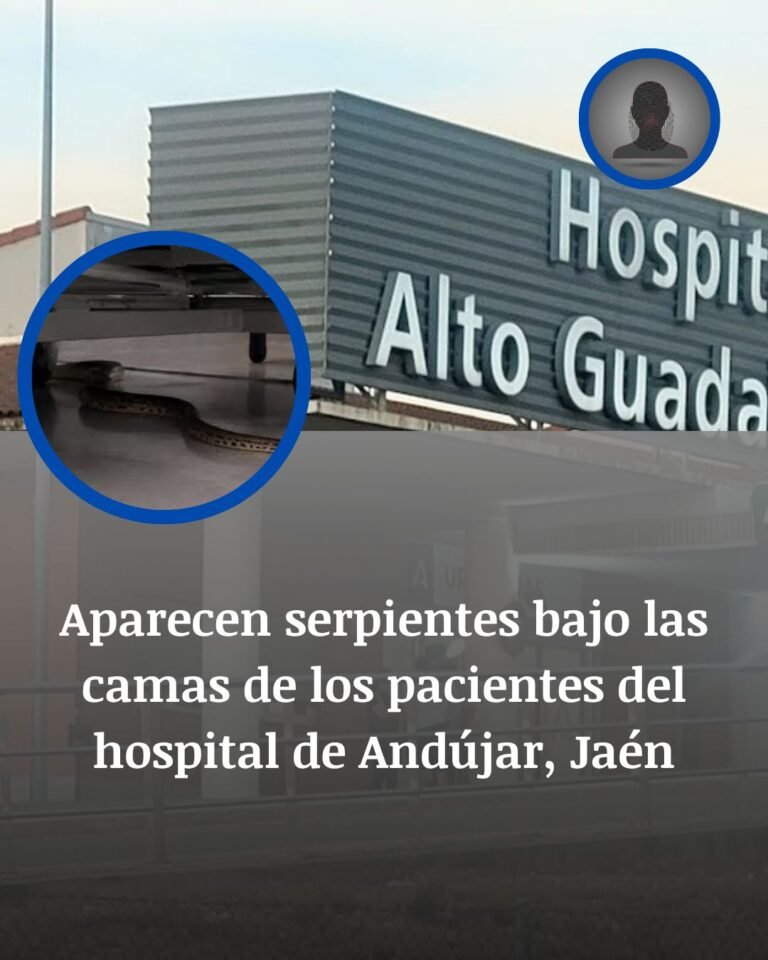 Serpientes bajo las camas en un hospital de Andújar: el hallazgo que abrió una investigación en Jaén