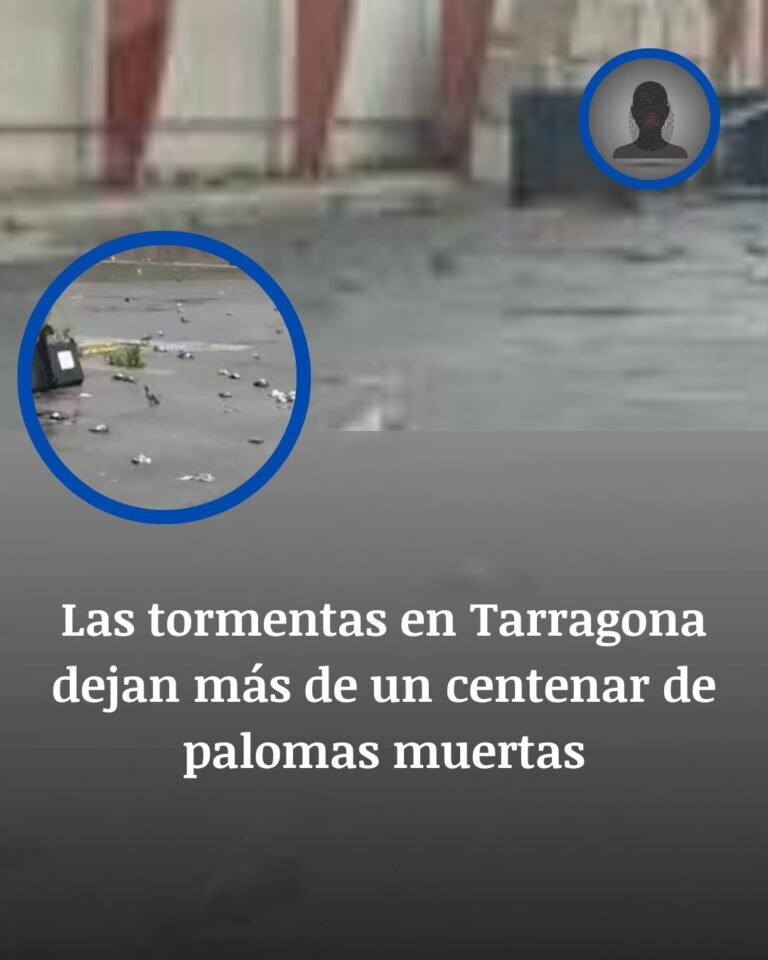 Granizada en Tarragona: el puerto queda sembrado de palomas muertas tras una tormenta violenta