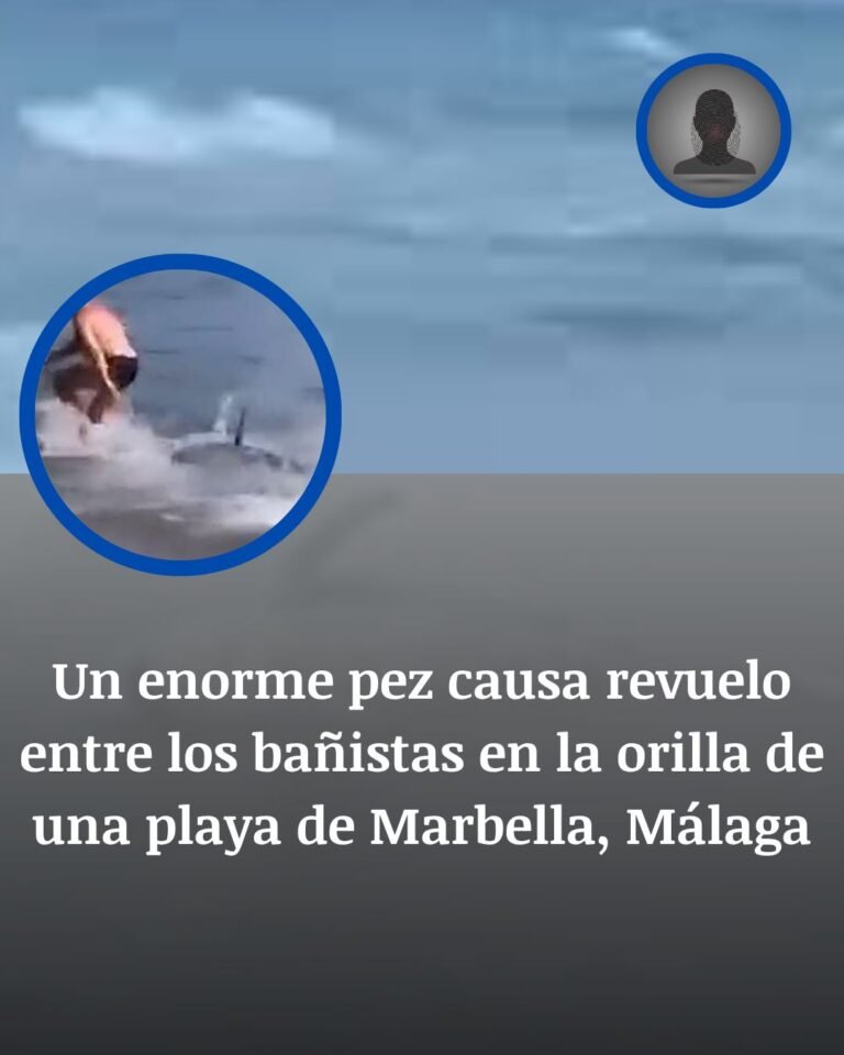 Marbella: un atún de unos 300 kilos persigue a un bañista y desata el pánico en la playa del Ancón