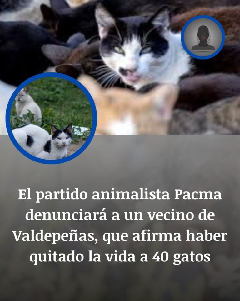 PACMA denunciará a un vecino de Valdepeñas que asegura haber matado a 40 gatos comunitarios