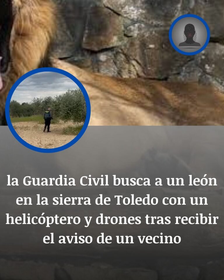 Un aviso en la sierra de Toledo desata la búsqueda de un posible león con helicóptero y drones