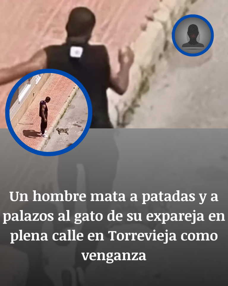 Torrevieja: Nala, La Gata Golpeada En La Calle Como Venganza