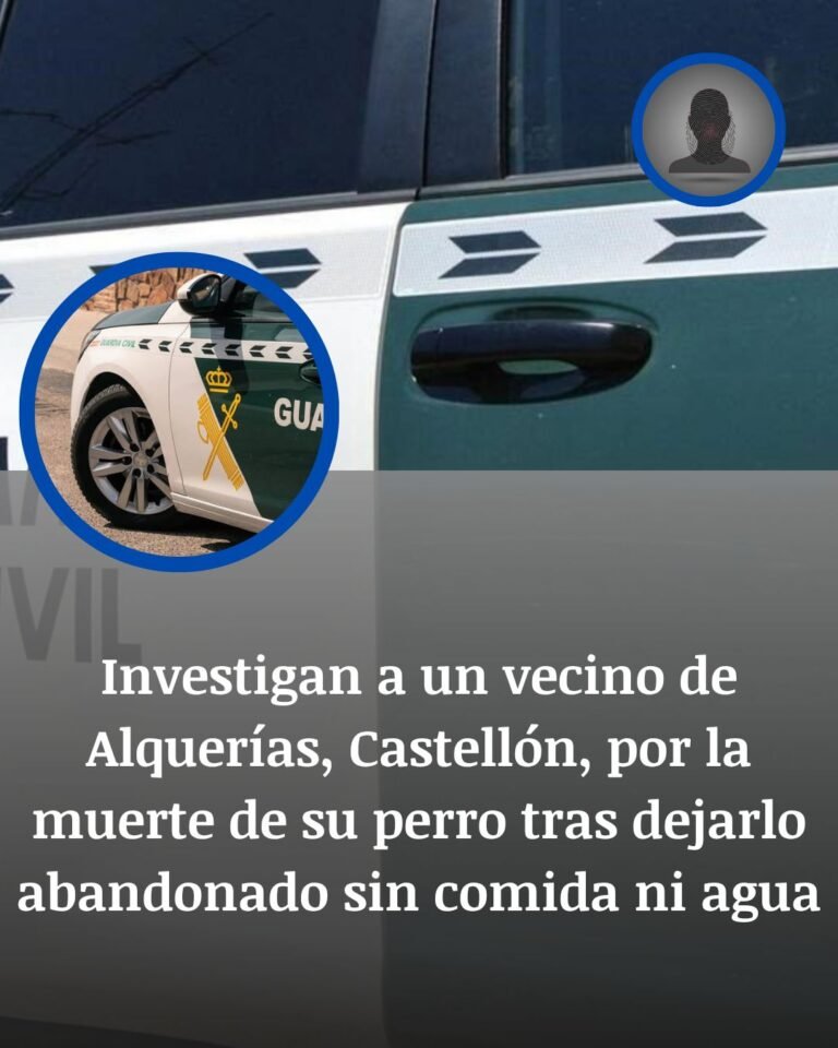 Alquerías: investigado tras la muerte de un perro abandonado durante meses