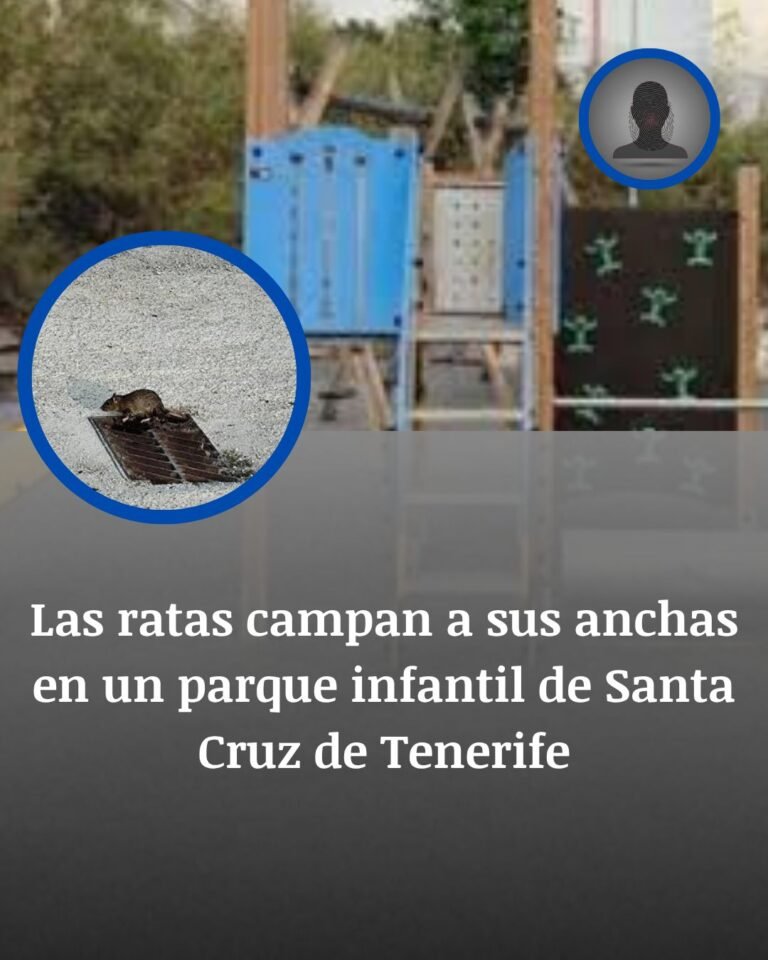 Ratas junto a un parque infantil de Valleseco: la alerta crece en Santa Cruz