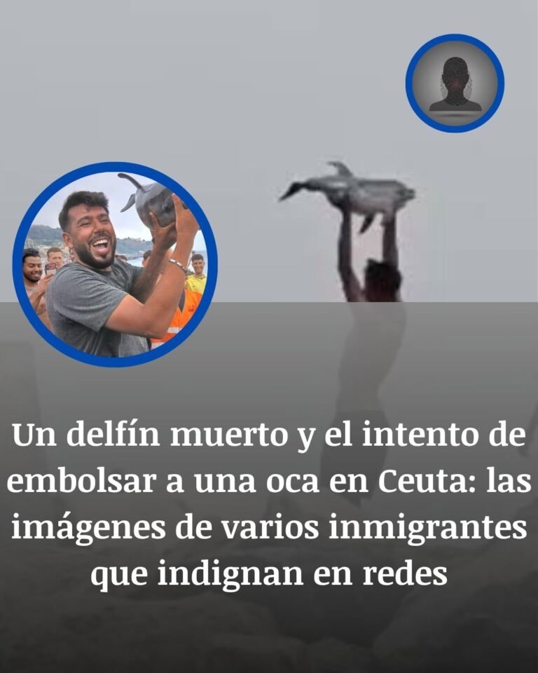 Un delfín muerto y una oca a punto de ser embolsada en Ceuta: dos escenas que desatan indignación