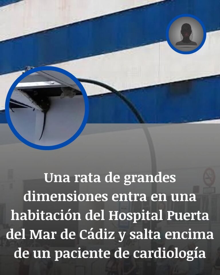 Cádiz: una rata salta sobre la cama de un paciente recién operado en el Hospital Puerta del Mar