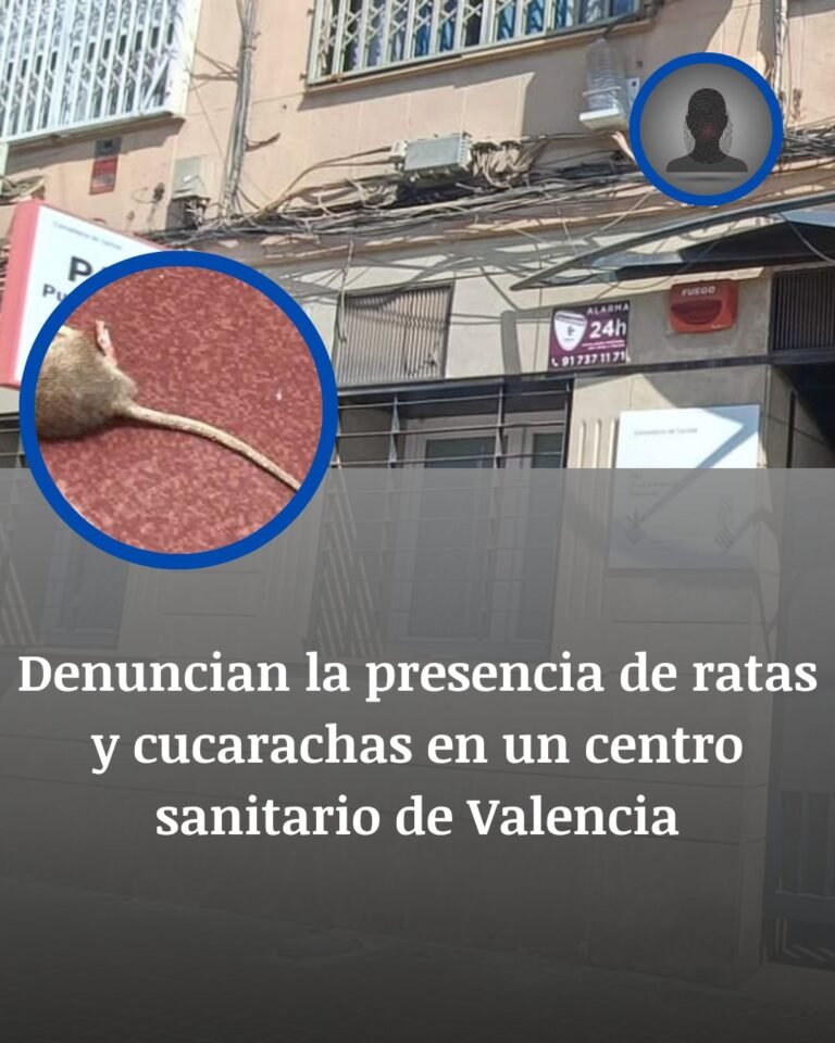 Ratas y cucarachas en un centro sanitario de Valencia: la denuncia que llega en mitad de las obras