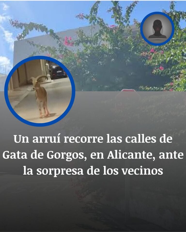 Un arruí irrumpe de noche en Gata de Gorgos y recorre sus calles ante la mirada de los vecinos