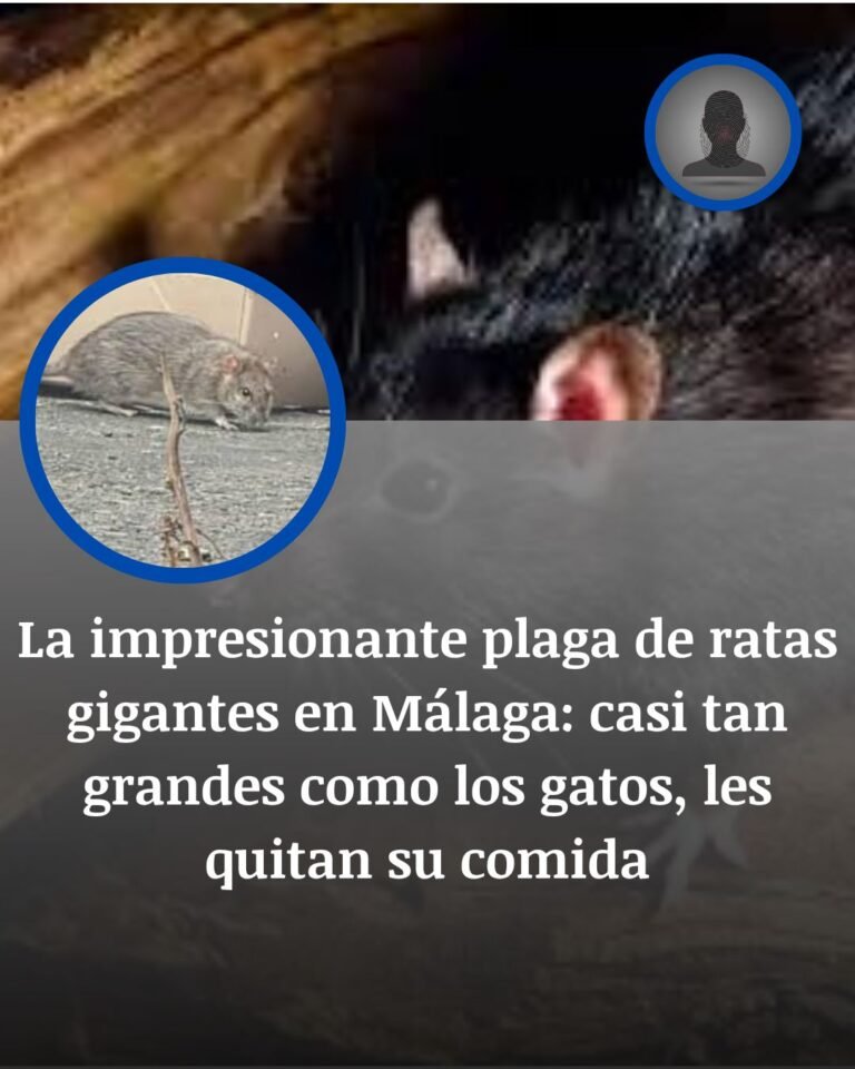 Las ratas gigantes que invaden un solar de Málaga y se comen el pienso de los gatos