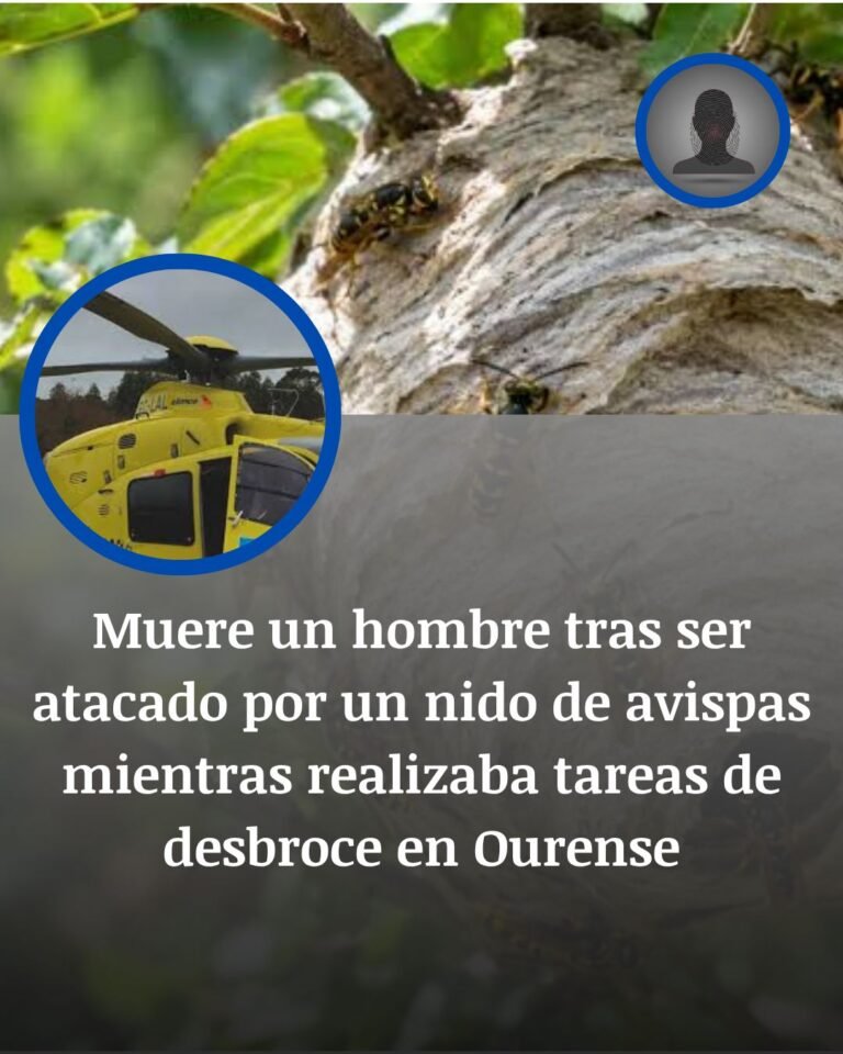 Muere tras un ataque masivo de avispas durante una jornada de desbroce en Larouco