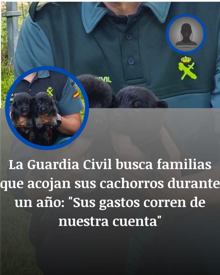 Plan Fénix: la Guardia Civil busca familias para acoger cachorros con los gastos cubiertos
